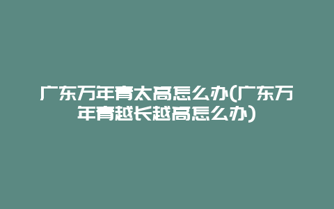 广东万年青太高怎么办(广东万年青越长越高怎么办)