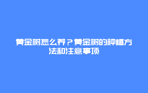 黄金树怎么养？黄金树的种植方法和注意事项