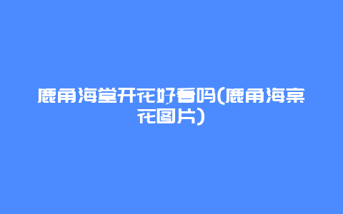 鹿角海堂开花好看吗(鹿角海棠花图片)