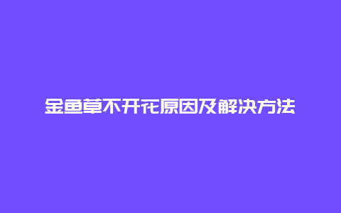 金鱼草不开花原因及解决方法