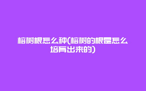 榕树根怎么种(榕树的根是怎么培育出来的)