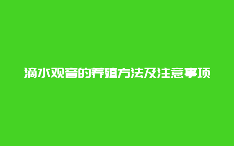 滴水观音的养殖方法及注意事项