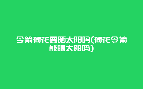 今箭荷花要晒太阳吗(荷花令箭能晒太阳吗)