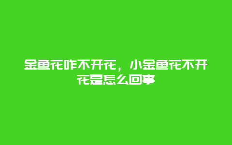 金鱼花咋不开花，小金鱼花不开花是怎么回事