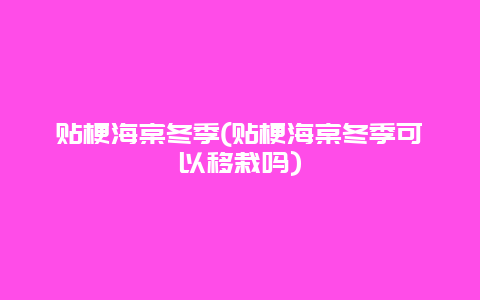 贴梗海棠冬季(贴梗海棠冬季可以移栽吗)