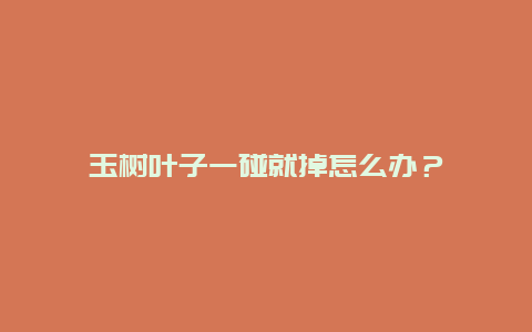 玉树叶子一碰就掉怎么办？