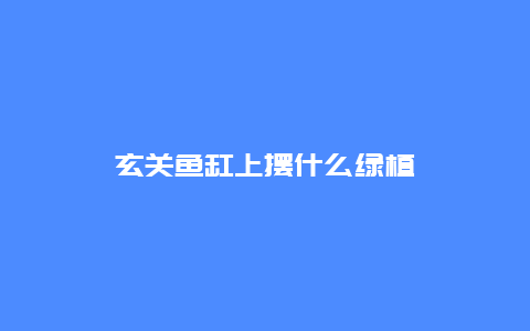 玄关鱼缸上摆什么绿植