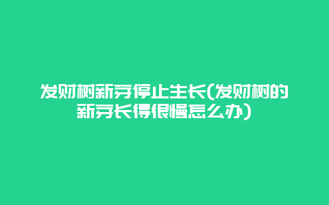 发财树新芽停止生长(发财树的新芽长得很慢怎么办)