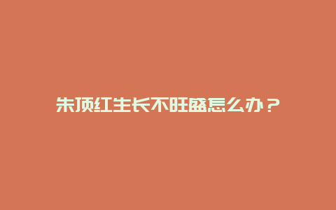 朱顶红生长不旺盛怎么办？