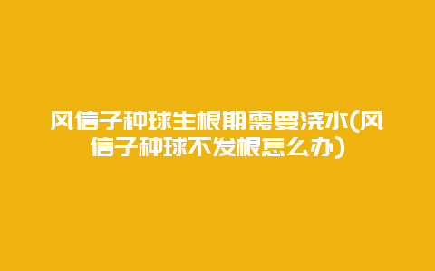 风信子种球生根期需要浇水(风信子种球不发根怎么办)