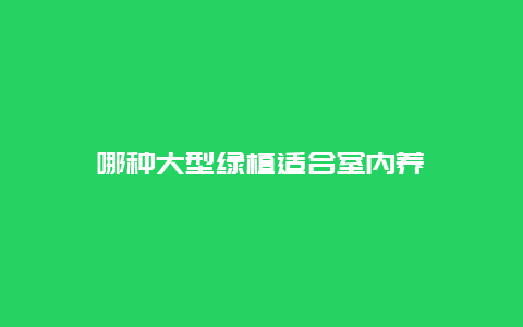 哪种大型绿植适合室内养