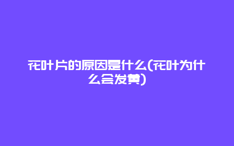 花叶片的原因是什么(花叶为什么会发黄)