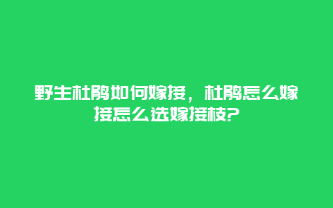 野生杜鹃如何嫁接，杜鹃怎么嫁接怎么选嫁接枝?