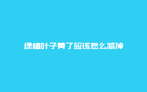 绿植叶子黄了应该怎么减掉