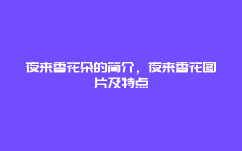 夜来香花朵的简介，夜来香花图片及特点