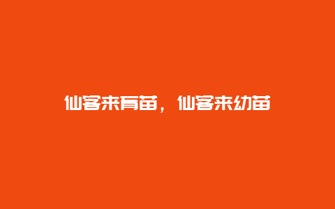 仙客来育苗，仙客来幼苗