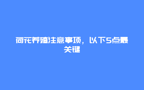 荷花养殖注意事项，以下5点最关键