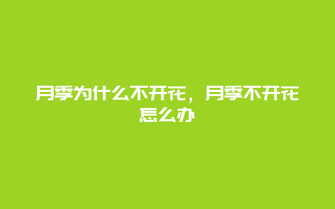 月季为什么不开花，月季不开花怎么办