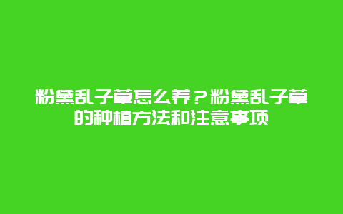 粉黛乱子草怎么养？粉黛乱子草的种植方法和注意事项