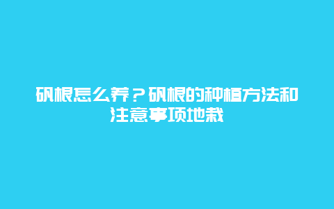 矾根怎么养？矾根的种植方法和注意事项地栽