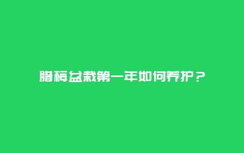 腊梅盆栽第一年如何养护？