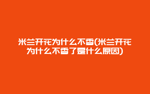 米兰开花为什么不香(米兰开花为什么不香了是什么原因)