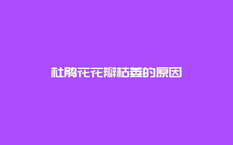 杜鹃花花瓣枯萎的原因