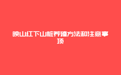 映山红下山桩养殖方法和注意事项