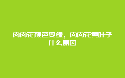 肉肉花颜色变绿，肉肉花黄叶子什么原因