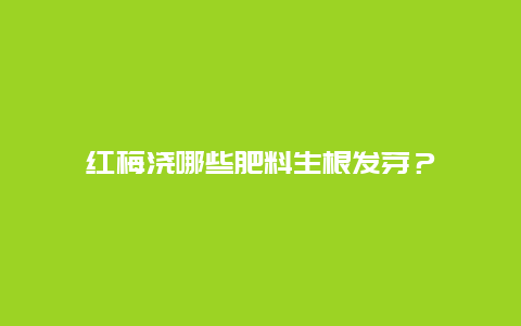 红梅浇哪些肥料生根发芽？