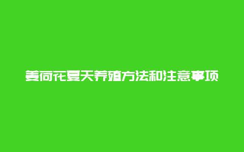 姜荷花夏天养殖方法和注意事项