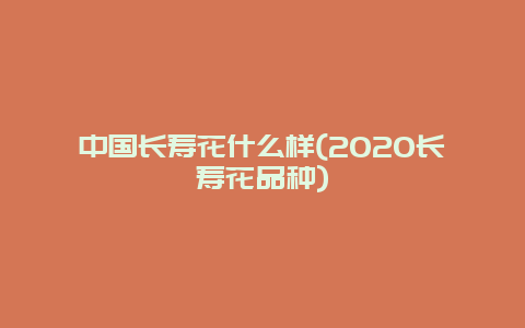 中国长寿花什么样(2020长寿花品种)