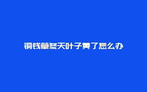 铜钱草冬天叶子黄了怎么办