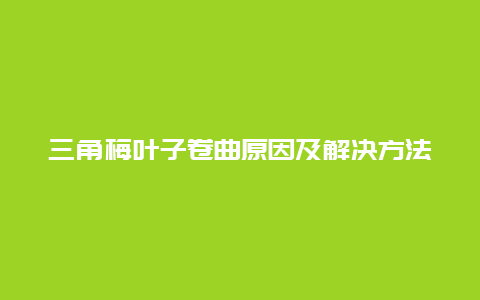 三角梅叶子卷曲原因及解决方法