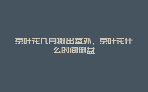 茶叶花几月搬出室外，茶叶花什么时间倒盆