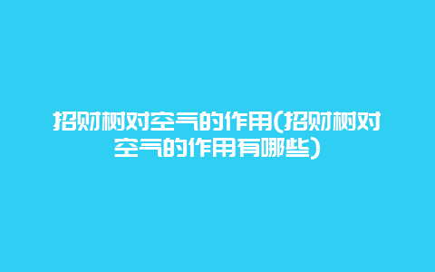 招财树对空气的作用(招财树对空气的作用有哪些)