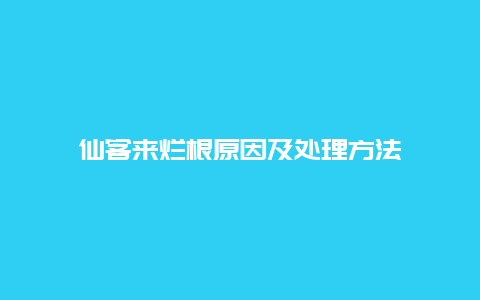 仙客来烂根原因及处理方法