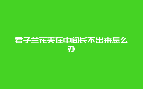 君子兰花夹在中间长不出来怎么办