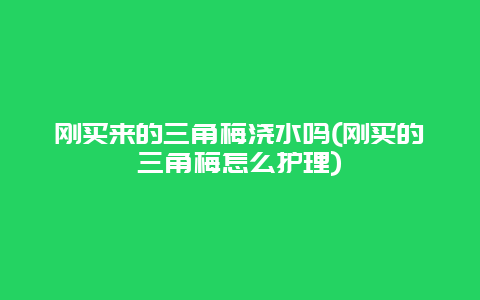 刚买来的三角梅浇水吗(刚买的三角梅怎么护理)