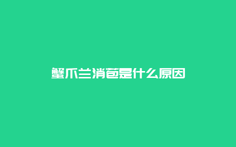 蟹爪兰消苞是什么原因