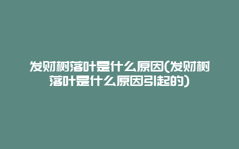 发财树落叶是什么原因(发财树落叶是什么原因引起的)