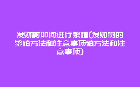 发财树如何进行繁殖(发财树的繁殖方法和注意事项殖方法和注意事项)