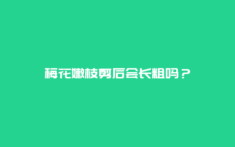 梅花嫩枝剪后会长粗吗？