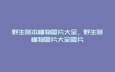 野生藤本植物图片大全，野生藤植物图片大全图片