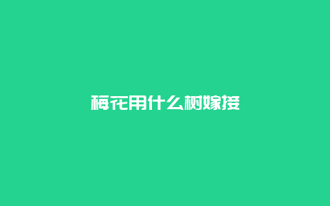 梅花用什么树嫁接