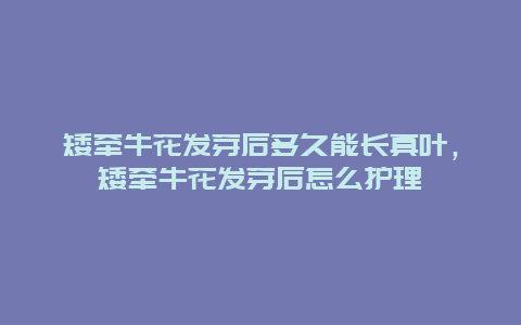 矮牵牛花发芽后多久能长真叶，矮牵牛花发芽后怎么护理