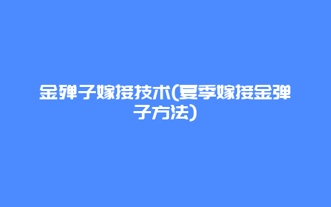 金殚子嫁接技术(夏季嫁接金弹子方法)