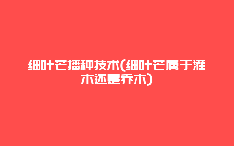 细叶芒播种技术(细叶芒属于灌木还是乔木)