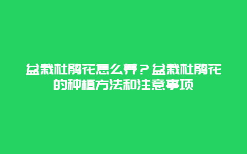 盆栽杜鹃花怎么养？盆栽杜鹃花的种植方法和注意事项