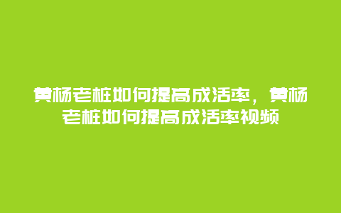 黄杨老桩如何提高成活率，黄杨老桩如何提高成活率视频